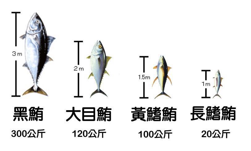 蔡英文政権と日本の『クロマグロとメバチマグロ』交換合意 — 喪権辱国(国権を失い国を辱める)の不等価交換