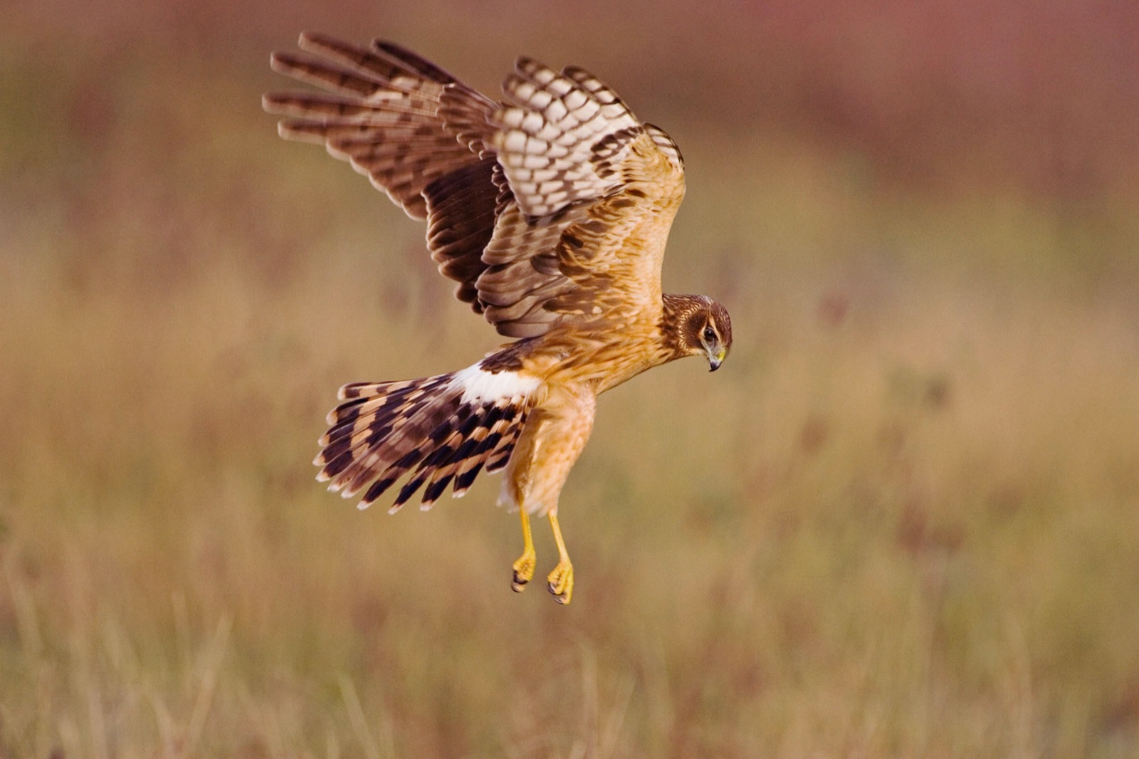 Eagles Want to Fly—Then Go Fly! Why Do Humans Go to Movie Theaters to Watch Natural Scenery?