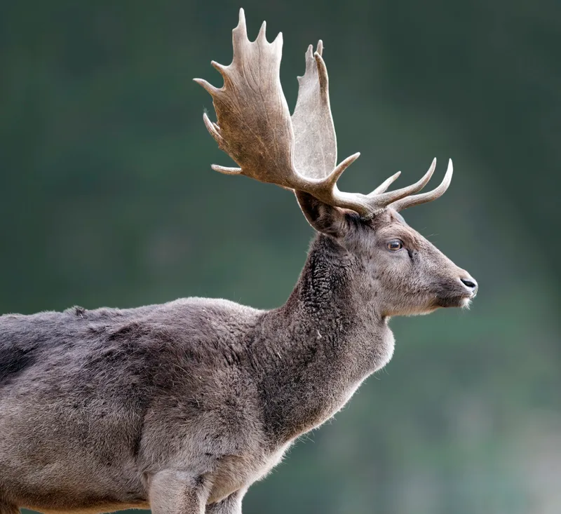 Conservation First! Firm Opposition to Expanding Indigenous Hunting Rights: Reflection on the Conflict Between Hunting Culture and Environmental Change
