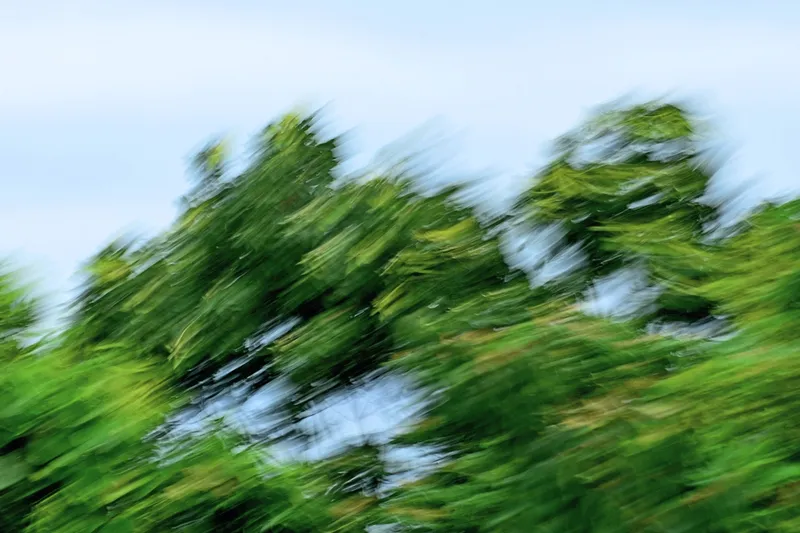 5 Million Trees Down in Kinmen!? Statistical Experts Use Scientific Data to Prove It's Possible!
