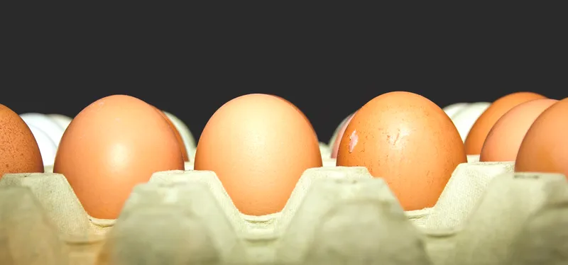Since You've Eaten Plenty of Fipronil Eggs Anyway, Let's Just Legalize It!