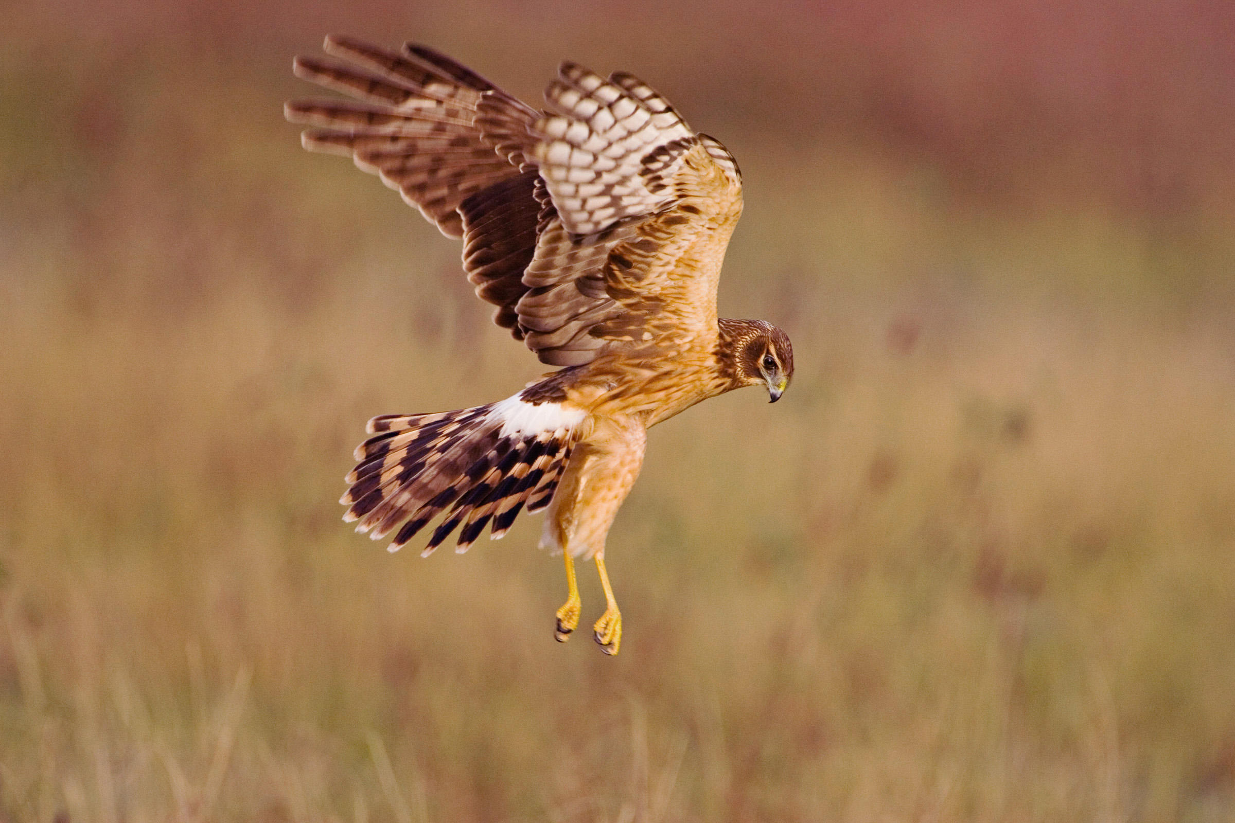 Northern-Harrier-Hawk-by-Audubon