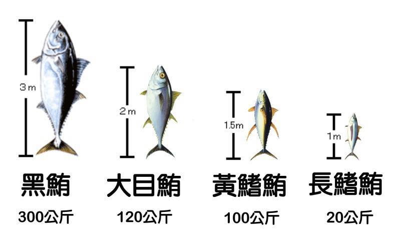 黑鮪魚、大目鮪魚 蔡英文政府和日本的漁權配額交換